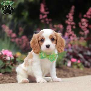Kobe, Cavalier King Charles Spaniel Puppy